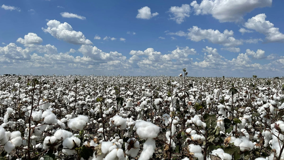 A Cotton Field’s Growing Season, Clear on One Screen